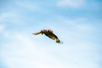 Red Kite