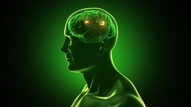 3D Human torso with brain and neurons flashing. Electric impulses. Synapsis. Loopable. Dolly in. Green, black and white. More color options in my portfolio.    