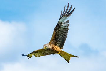 Red Kite