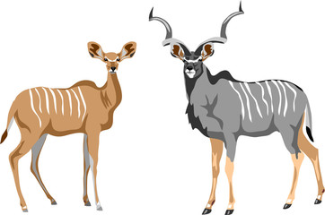 Greater kudu - vector illustration