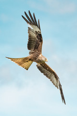 Red Kite