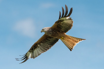 Red Kite