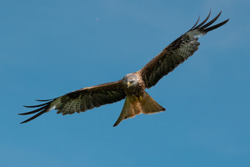 Red Kite