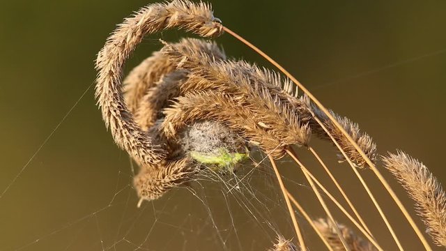 Four Spot Orb-Weaver (Araneus quadratus) Spider is torturing a grasshopper in its nest. Macro video of insects. Macro video of insects