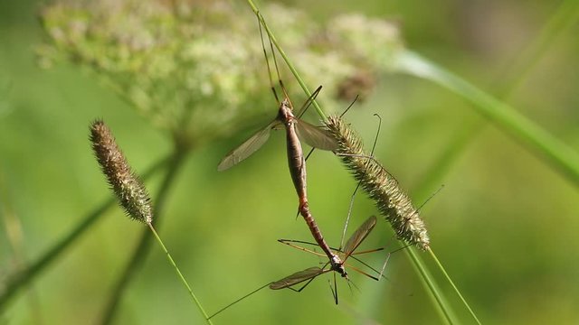 Marsh Crane Fly (Tipula oleracea), mating pair