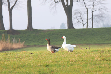 Wildgänse auf einer Wiese