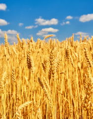 Golden ears of wheat on the field.