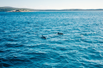 Naklejka premium Dolphin
