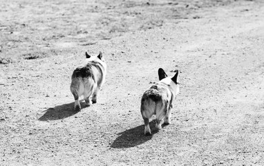 Corgi dogs walking down path outdoors in black and white.