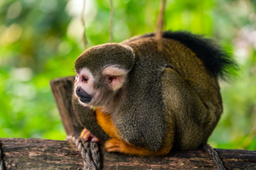 Squirrel monkey sitting on a tree trunk
