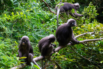 Südlicher Brillenlangur in Thailand