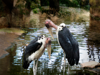 Marab&uacute; africano