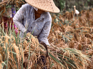 Woman workers harvesting rice field in the morning scene. The Farmer harvesting on the organic...