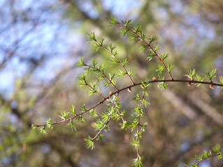 larch in the spring