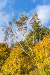 Lincoln Park Autumn Trees 7