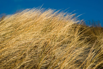 Autumn. Golden grass on the coast of the sea