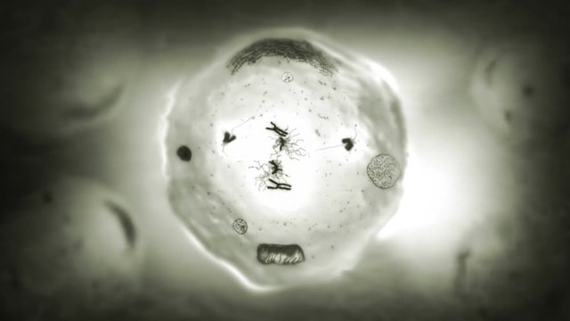 Stages of mitosis. Biology background. Black and white. Human and animal cells reproduce by duplicating their contents and dividing into two new cells called daughter cells.