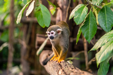 Squirrel monkey walking on a tree trunk
