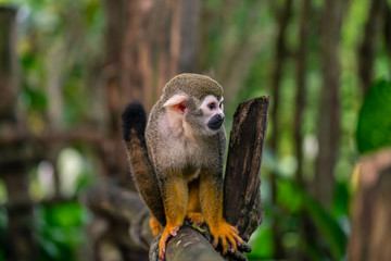 Squirrel monkey sitting on a tree trunk