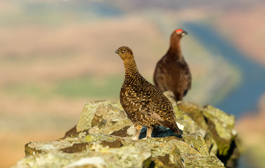 Red Grouse, a female or hen grouse stood on a drystone wall with male or cock bird in the distance.  Horizontal, space for copy.