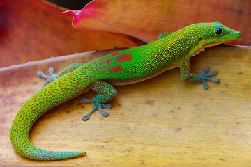 Gold Dust Day Gecko