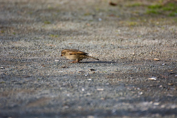 Bird 313