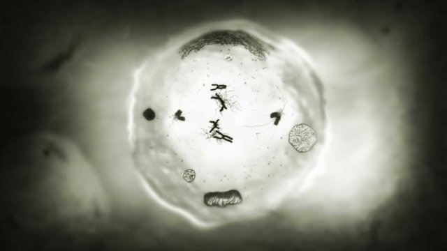 Stages of mitosis. Loopable. Biology background. Black and white.  Human and animal cells reproduce by duplicating their contents and dividing into two new cells called daughter cells.