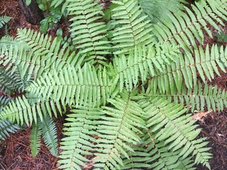 Fern seen from above