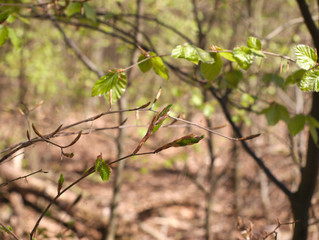green beech