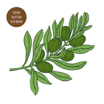 Olive tree. Vintage botany vector hand drawn illustration isolated on white background. Sketch style.