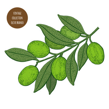Olive tree. Vintage botany vector hand drawn illustration isolated on white background. Sketch style.
