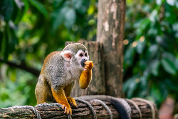 Squirrel monkey holding something to eat in its hands