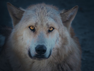 Fototapeta premium Arctic Wolf - Atmospheric