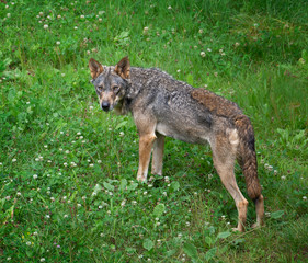 wolf looking in the green grass