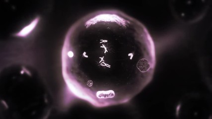 Stages of mitosis. Loopable. Biology background. Purple. Human and animal cells reproduce by duplicating their contents and dividing into two new cells called daughter cells.