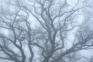 Fototapeta na wymiar Frozen tree branches background. Winter leafless tree in a dense mist