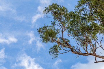 Australian sulphur crested cockatoo sitting alone in a tree with blue sky and light clouds