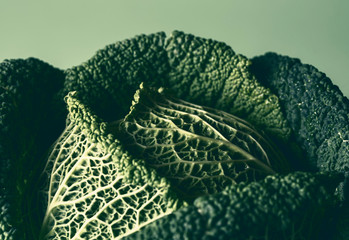 Green cabbage close-up. Healthy food, detox food. Freshly harvested cabbage