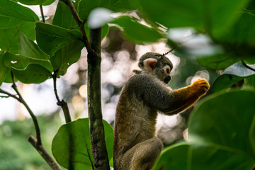 Squirrel monkey holding something to eat in its hands