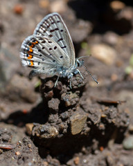 Butterflies of the Montana and the Northern Hemisphere