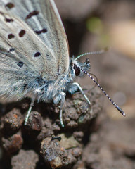 Butterflies of the Montana and the Northern Hemisphere