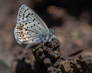 Butterflies of the Montana and the Northern Hemisphere