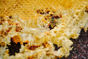 The bee is sitting on a frame with honeys. Sota, working bees with honeycomb honey cells. Texture, background of bee wax and honey in hive. Close up. view of the beekeeping and getting honey.