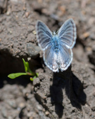 Butterflies of the Montana and the Northern Hemisphere