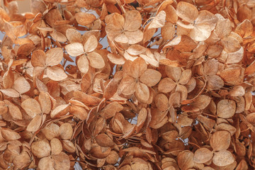 Dry hydrangea flower closeup background to illustrate fragility, transience of life. Natural natural background.
