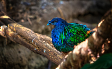 Blau-grüner Vogel