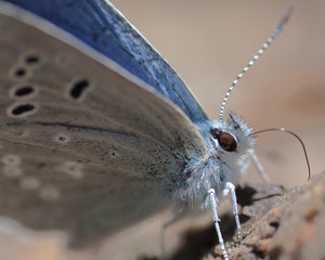 Butterflies of the Montana and the Northern Hemisphere