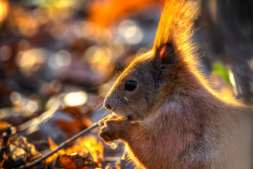Eichhörnchen frisst eine Nuss
