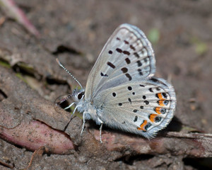 Butterflies of the Montana and the Northern Hemisphere