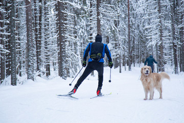 Cross country ski. Skier rides in the woods on skis.